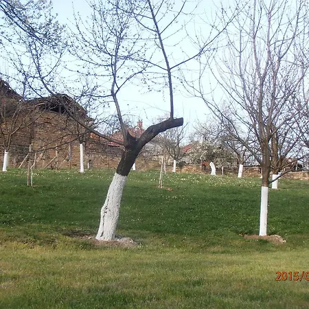 Venikula